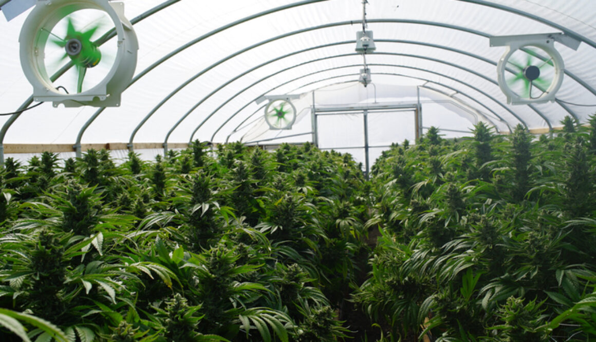 Large Legal Marijuana Commercial Grade Greenhouse Cannabis Indica Plants